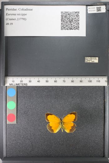 Media type: image;   Entomology 121474